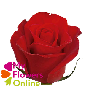 R Gr Freedom Red 70cm EC