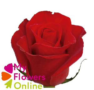 <h4>R Gr Freedom Red 70cm EC</h4>