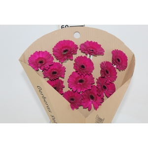 GERBERA IMPACT < 050 CM < 10 CM DIAM