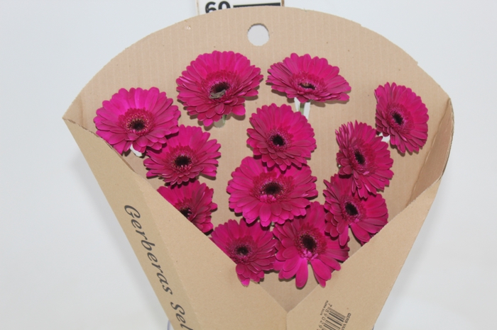 GERBERA IMPACT < 050 CM < 10 CM DIAM