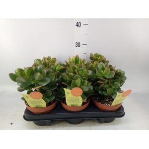 Crassula ovata 'Sunset'