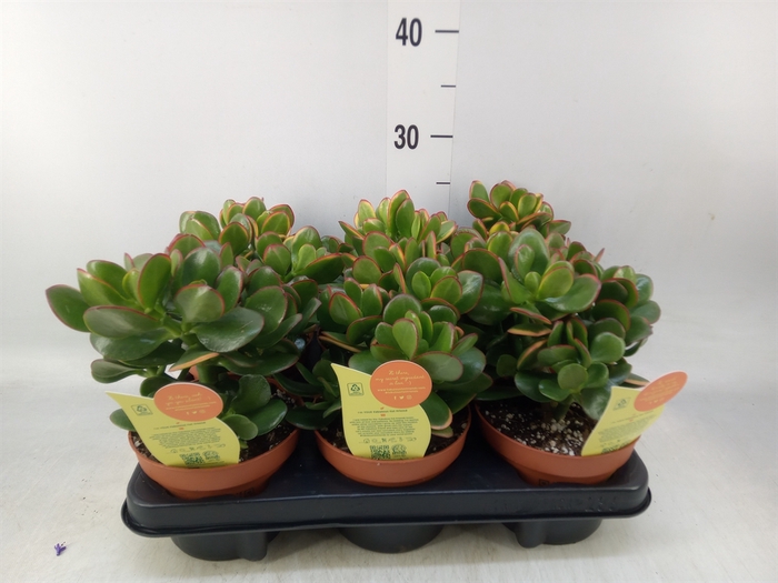 <h4>Crassula ovata 'Sunset'</h4>