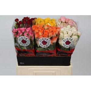 Rosa spray mix in bucket