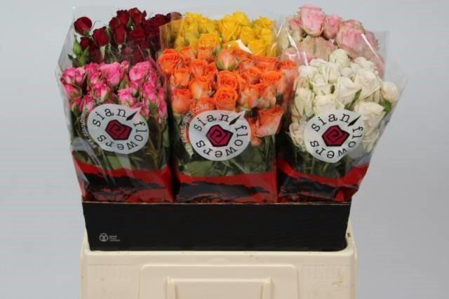 <h4>Rosa spray mix in bucket</h4>