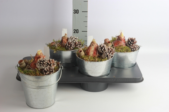 <h4>ARR HIPPEASTRUM</h4>