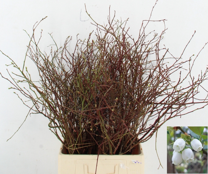 <h4>VACC CORYMBOSUM</h4>