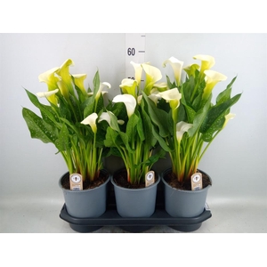 Zantedeschia  'Captain Fresco'