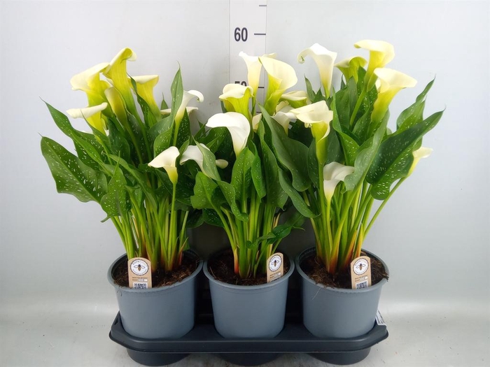<h4>Zantedeschia  'Captain Fresco'</h4>