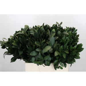 Ruscus Israel