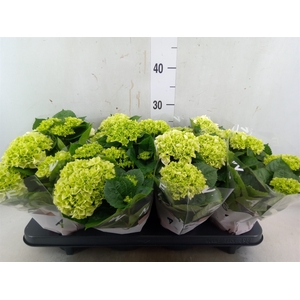 Hydrangea mac. 'Wudu'