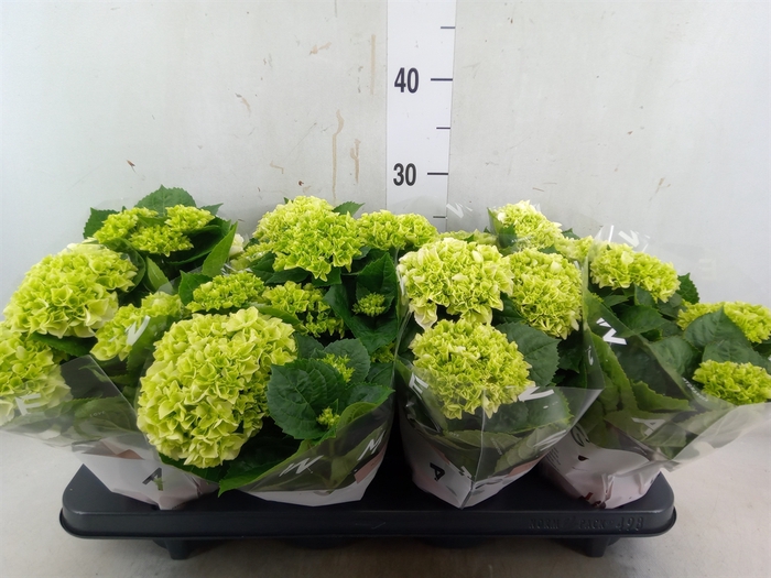 <h4>Hydrangea mac. 'Wudu'</h4>