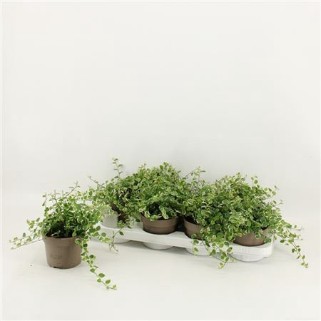 <h4>Ficus Pumila White Sunny</h4>