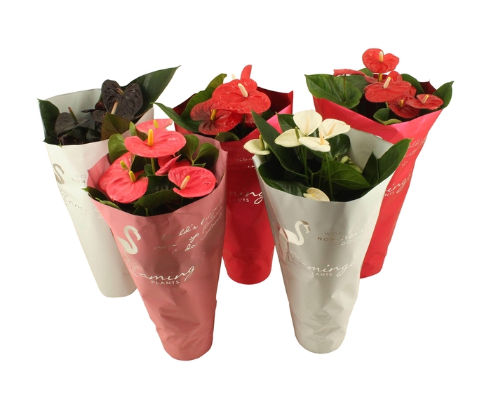 <h4>Anthurium flamingomix 17cm in sierhoes</h4>