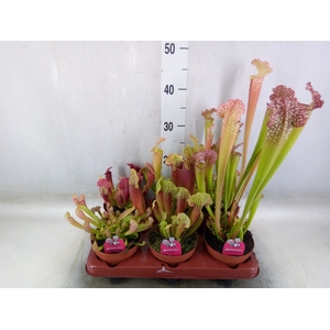 Sarracenia   ...