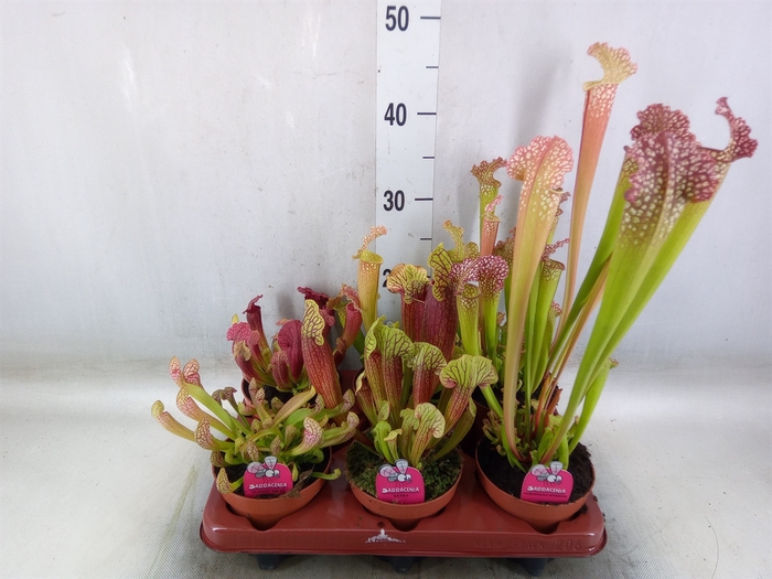 <h4>Sarracenia   ...</h4>