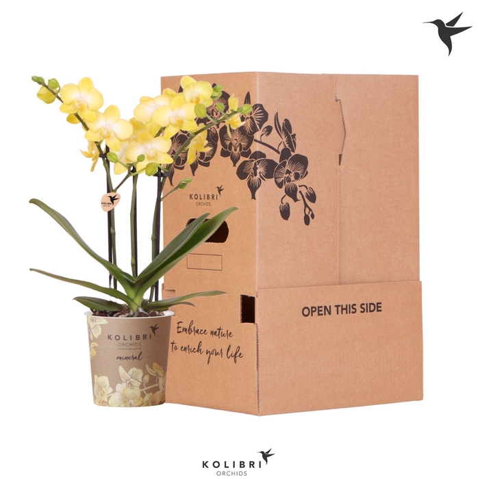 <h4>Kolibri Orchids Phalaenopsis Yellow 3 spike no sleeve</h4>
