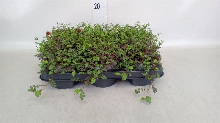 <h4>Acaena microphylla 'Kupferteppich'</h4>