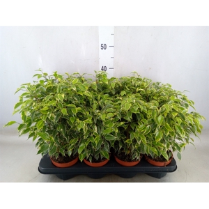 Ficus benja. 'Kinky'