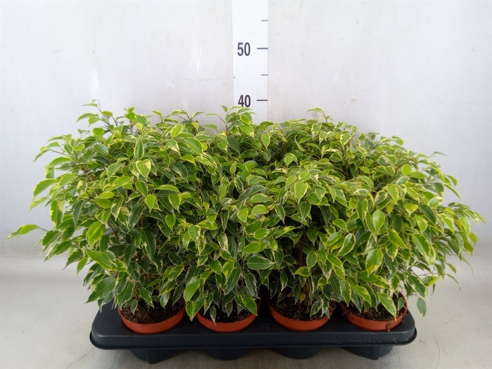 <h4>Ficus benja. 'Kinky'</h4>