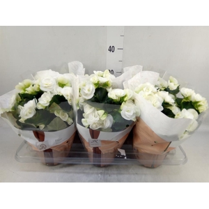 Begonia elat. HL 'Clara'