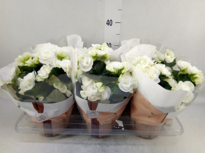 <h4>Begonia elat. HL 'Clara'</h4>