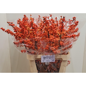 ILEX VE OUDIJ ORANGE