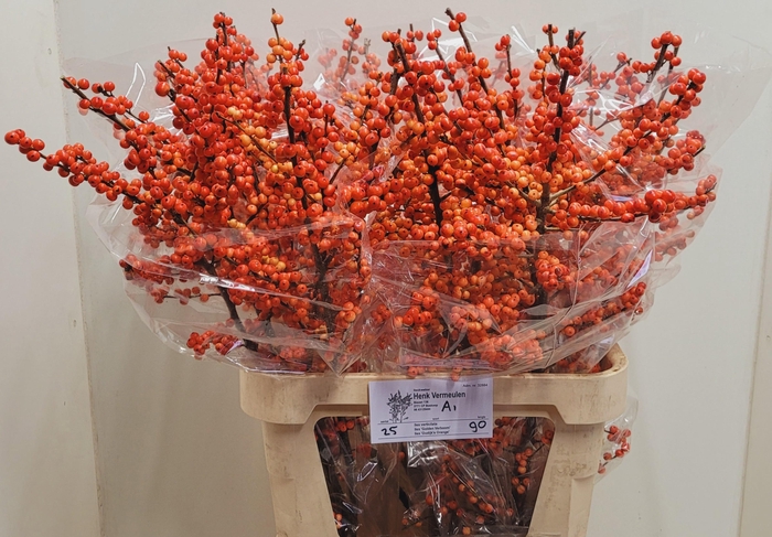 <h4>ILEX VE OUDIJ ORANGE</h4>