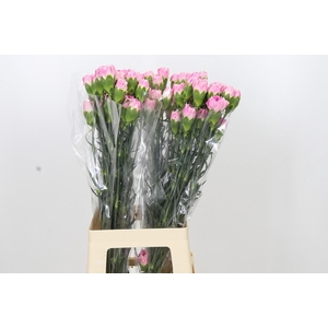Dianthus St Dollar
