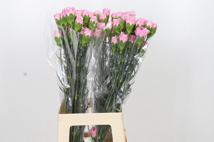 <h4>Dianthus St Dollar</h4>