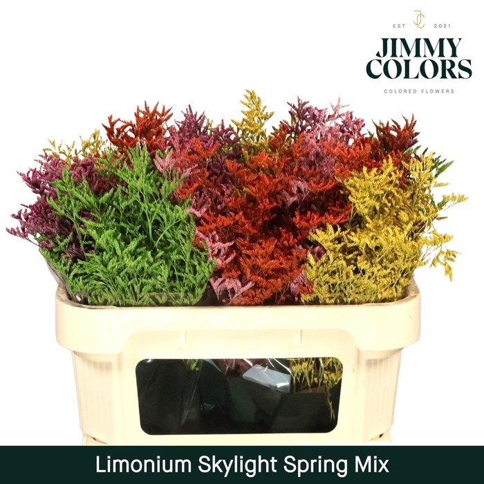 Limonium Skylight L70 Spring mix