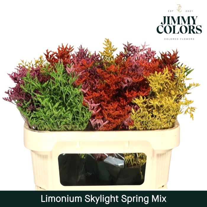 <h4>Limonium Skylight L70 Spring mix</h4>