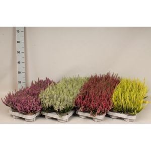 Calluna vulgaris Beauty Lady® Divers