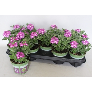 Verbena Violet