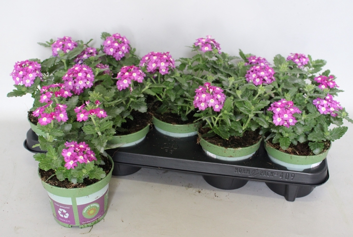 <h4>Verbena Violet</h4>