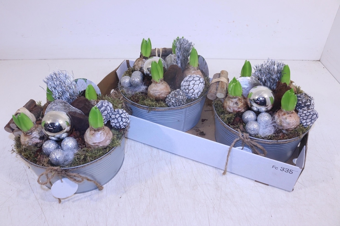 <h4>ARR HYACINTH</h4>