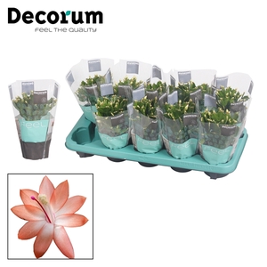 Schlumbergera Orange
