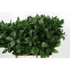Ruscus Hypophyllum