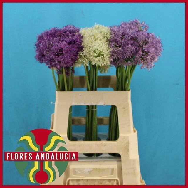 <h4>ALLIUM KLEINBLOEMIG</h4>