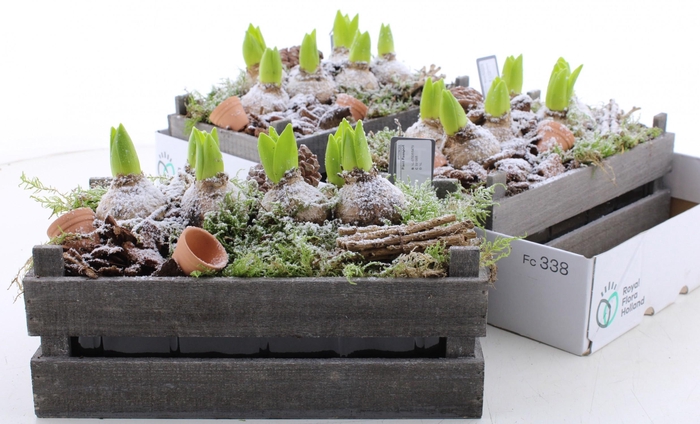 <h4>ARR HYACINTH</h4>