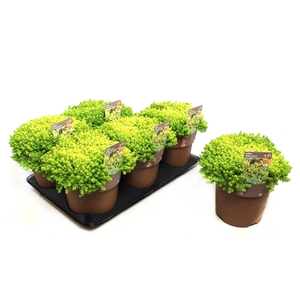 Sedum Yellow Queen