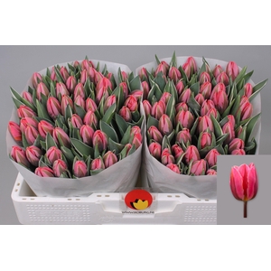 TU EN PRETTY PRINCES