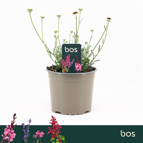 <h4>Rhodanthemum Hosmariense, Casablanca</h4>