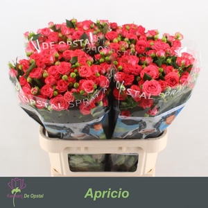 R Tr Apricio Opstal