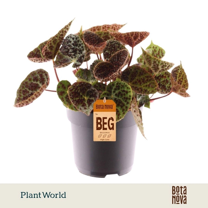 <h4>Begonia ferox</h4>