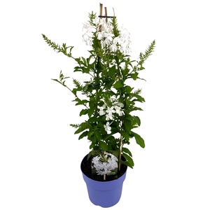 Plumbago WIT P19 PIRAMIDE