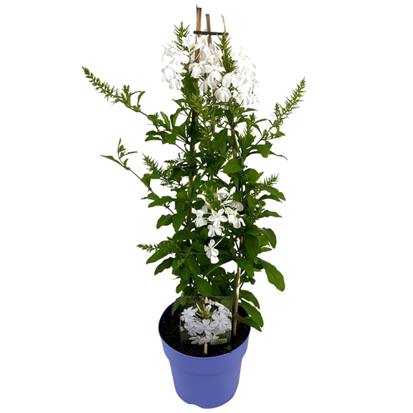 <h4>Plumbago WIT P19 PIRAMIDE</h4>