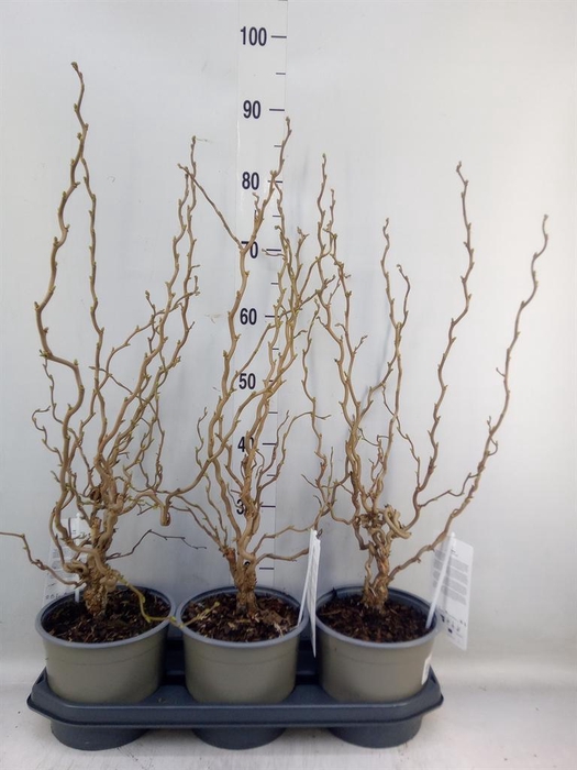 <h4>Corylus avellana</h4>