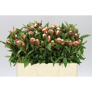 Paeonia Immaculee