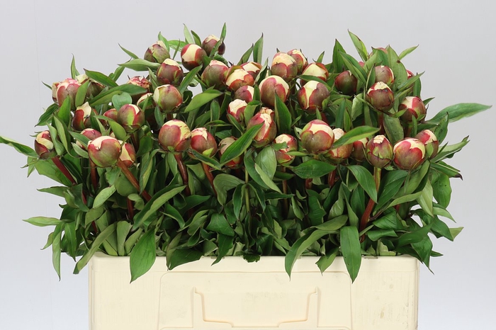 <h4>Paeonia Immaculee</h4>