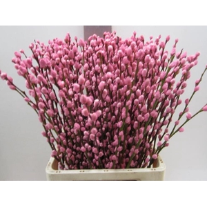Salix Katje Rose L70